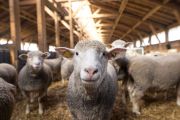 Comprendre-et-etre-compris-des-animaux