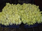 ENDIVE