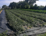 PATATE-DOUCE