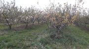 POMME