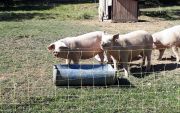 PORC