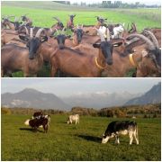 Sante-globale-ruminants