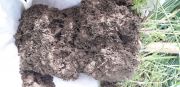 Test-beche-formation-sol-et-fertilite