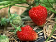 photo-fraise3