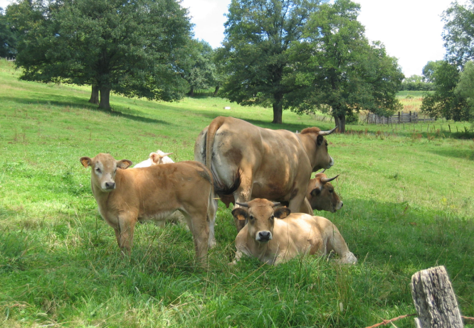 vaches bio