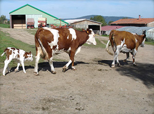 vaches-ferme